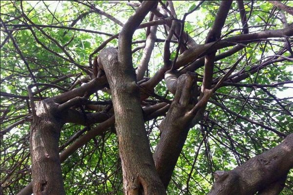 槐的含义和意思