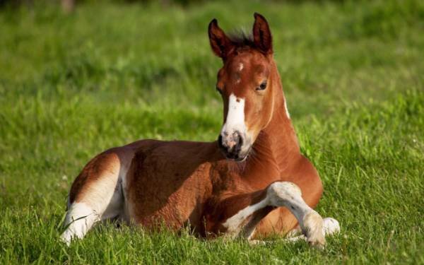 马一般不会发出很多声音，同伴之间是用什么来交流的？