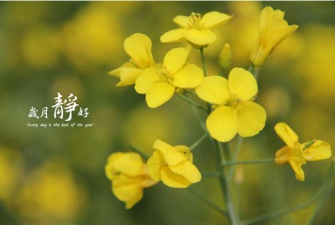 岁月静好的意思是什么？