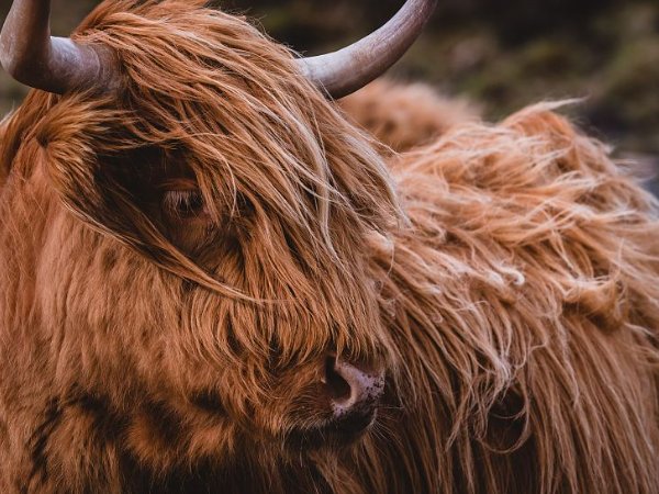 什么动物毛发最长