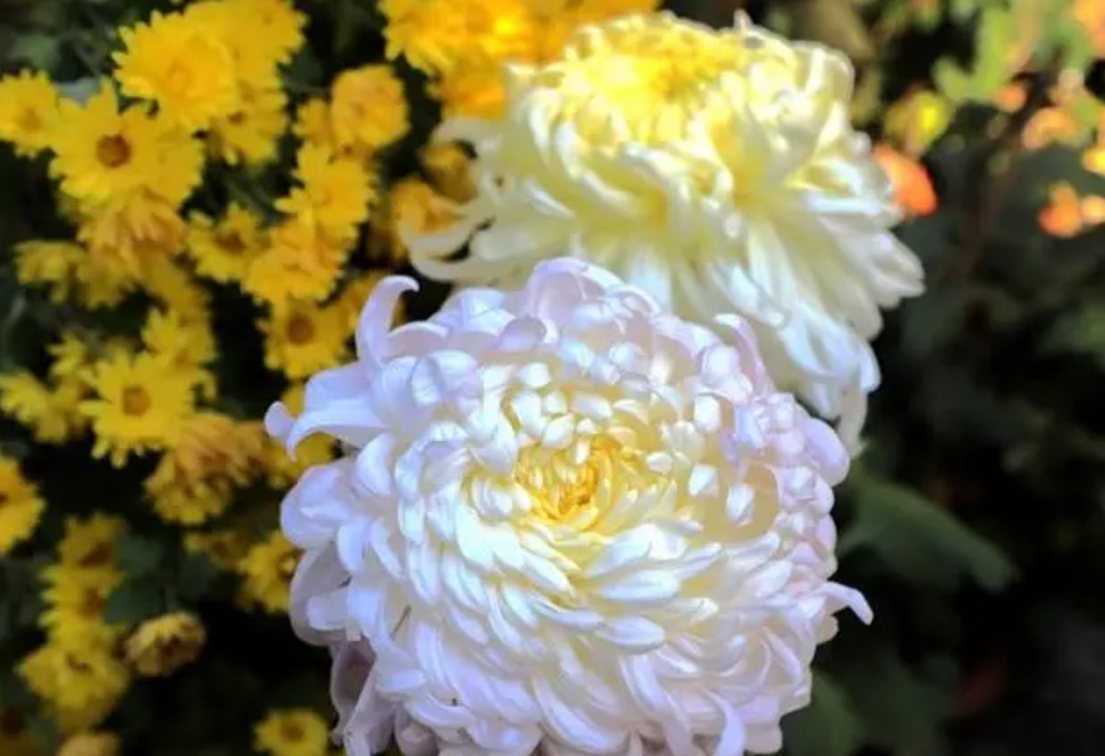 20个优美的排比句子