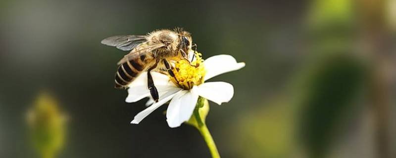 蜜蜂的特点和品质
