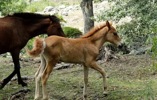 牛马是什么意思