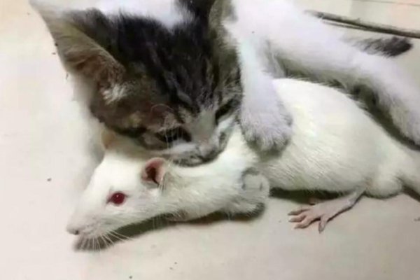 猫被遗弃猫自己知道么