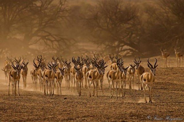 科学松鼠会 非洲的野生动物，为什么停止迁徙
