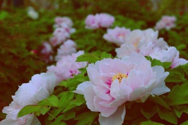 曾是洛阳花下客是谁写的