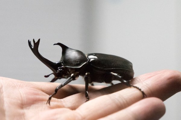 独角仙的俗称是什么