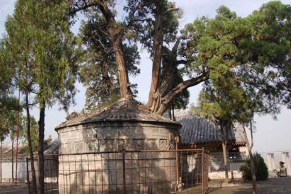 坟头长树好不好？