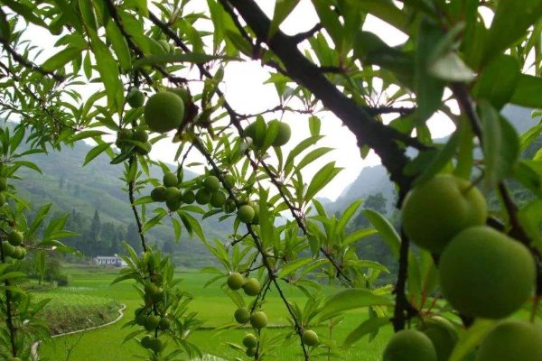 贵阳有什么特产？