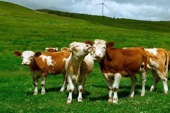 五谷丰登打一个正确生肖