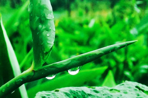 雨露均沾啥意思,求解释