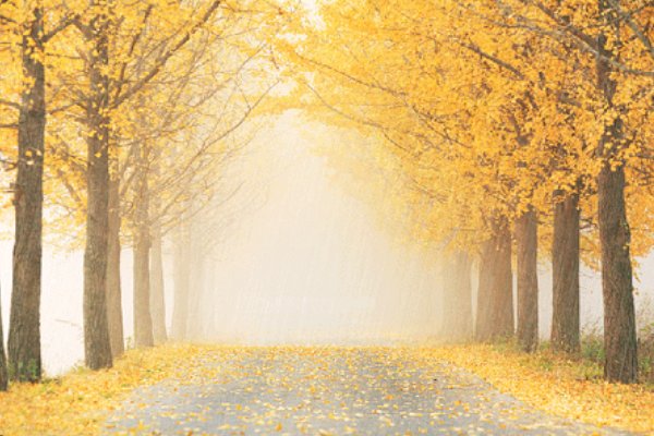 纷纷是什么意思？