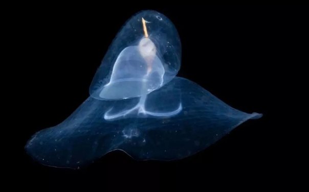 飘浮与漂浮有什么区别?