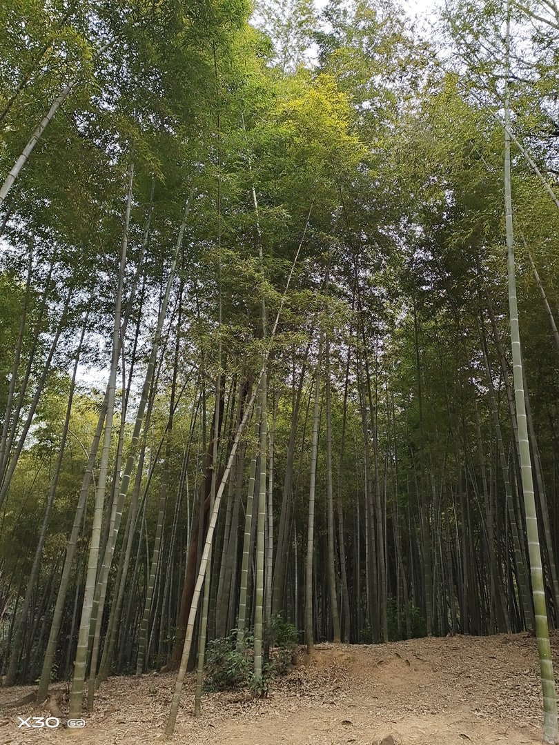 刘禹锡的秋词二首的全文是什么？