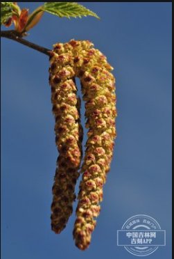 柔荑花序的树种有哪些？