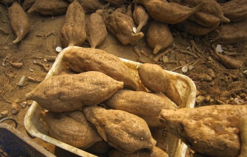 适合种植的中药材