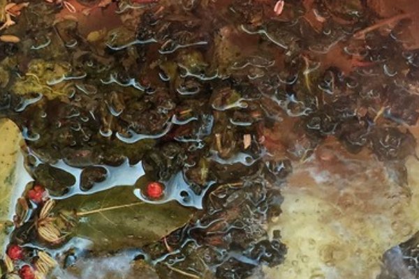 茶叶蛋的制作方法和配料