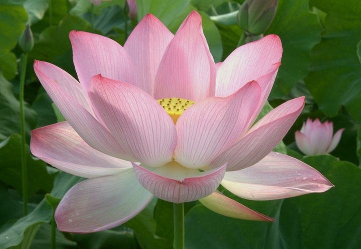 为何俗话说：男子汉大丈夫，宁死不屈，又说：男子汉大丈夫，能屈能伸？