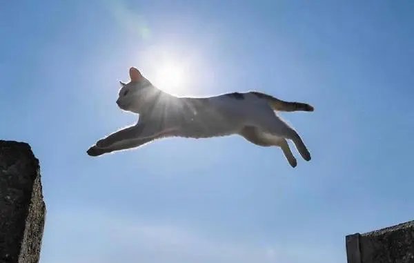 腾空而起是什么意思