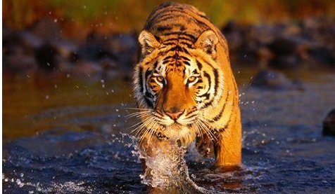 猛虎下山下一句接什么？