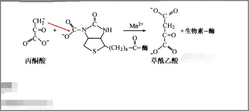 丙酮酸羧化的反应机理是什么？