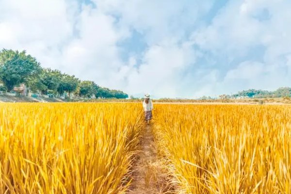 什么样的田野填词语