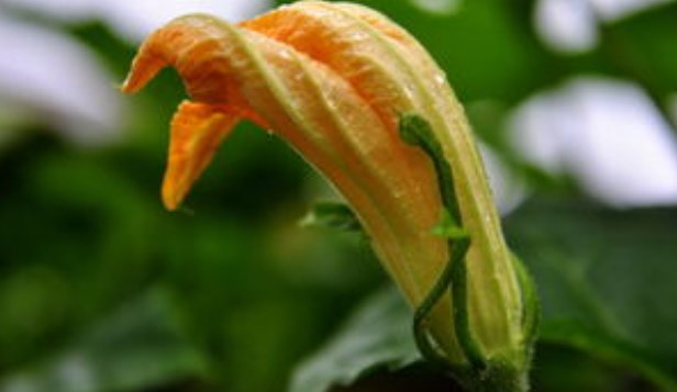 倭瓜花的意思是什么？