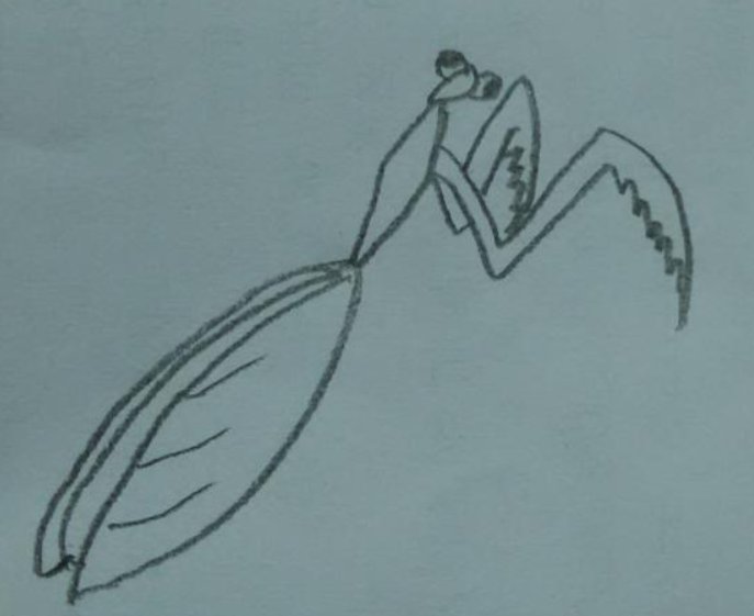 螳螂怎么画 简单