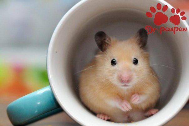 紫仓和紫衣仓鼠是同一种仓鼠吗?