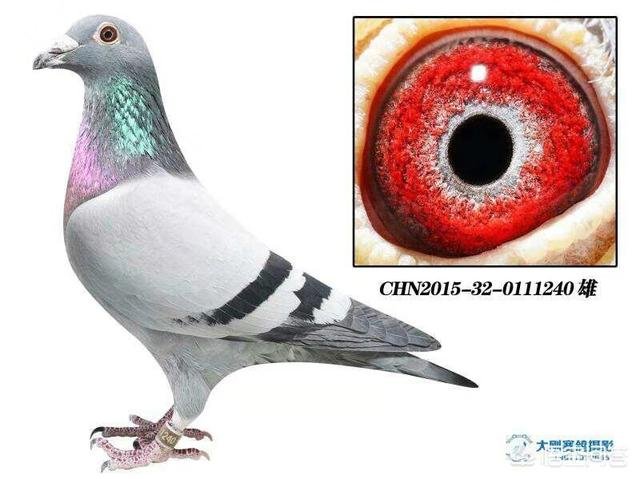 怎样进行近亲繁殖？