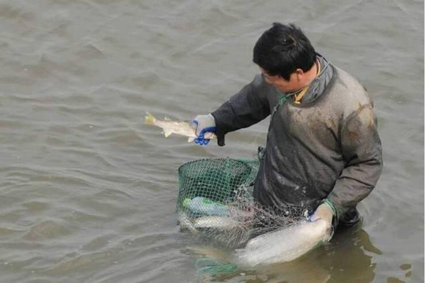 捕的拼音是什么拼音是什么？