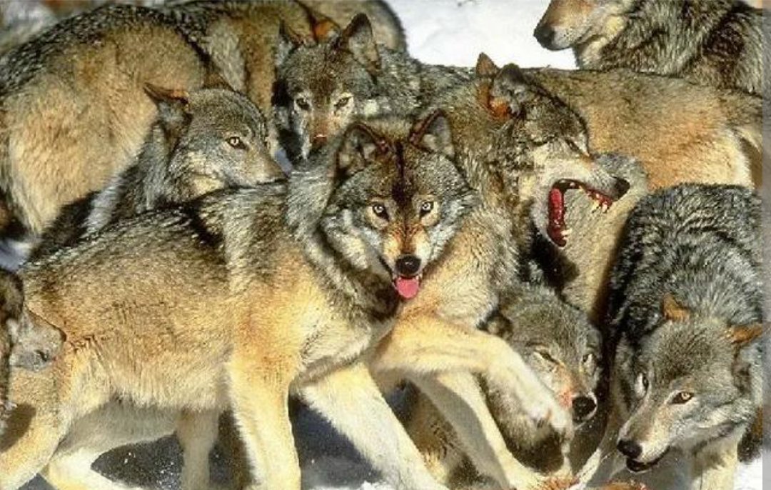 可以给狼投喂食物吗？