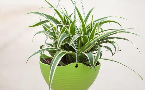 吊兰开花预示着什么