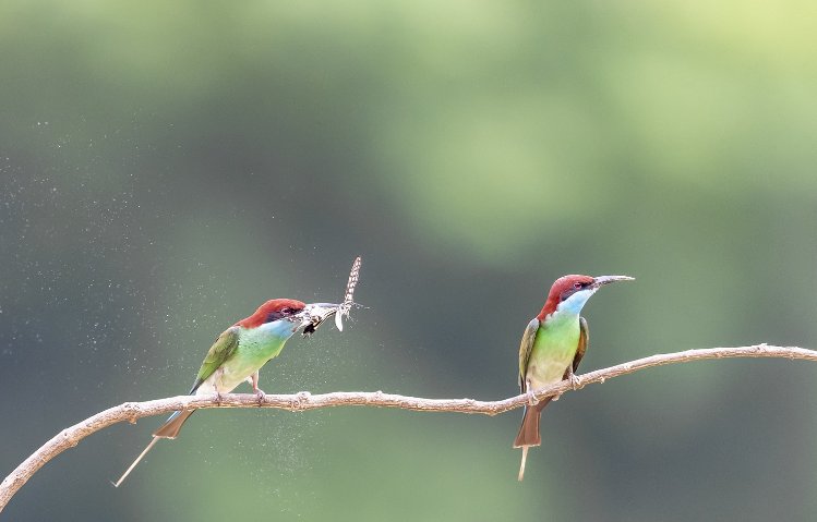 示爱是什么意思