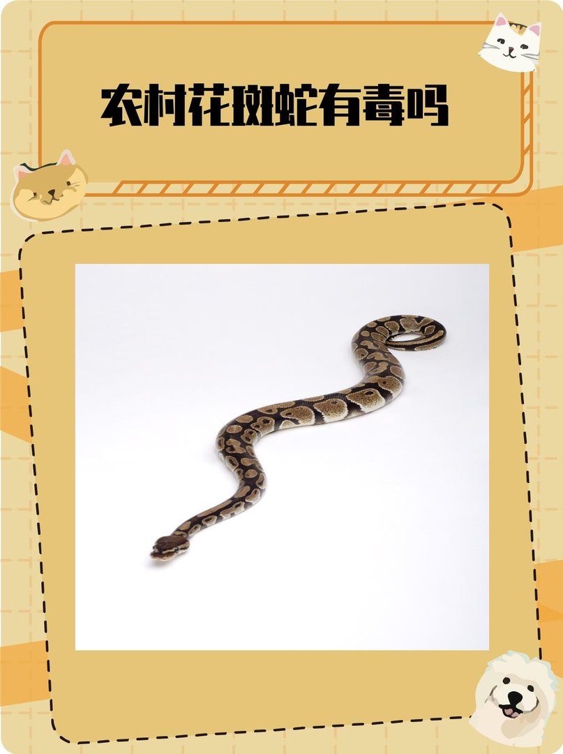 农村花斑蛇有毒吗？