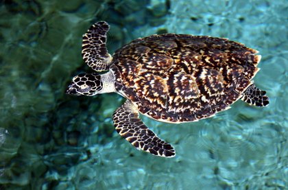 玳瑁名字的由来