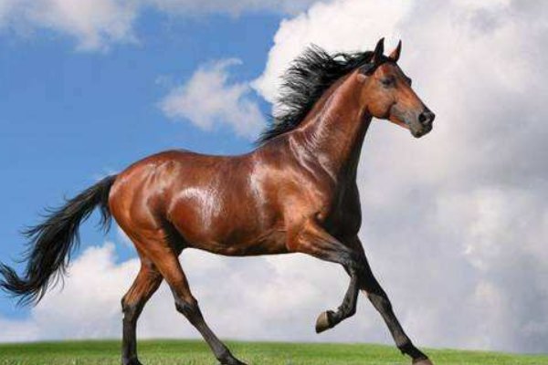 “千里马”是个名词还是形容词？