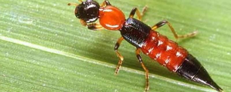 床上怎么会有毒隐翅虫