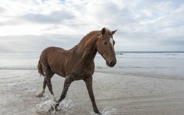 马一般不会发出很多声音，同伴之间是用什么来交流的？