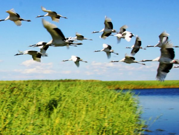 闲云野鹤的意思是什么