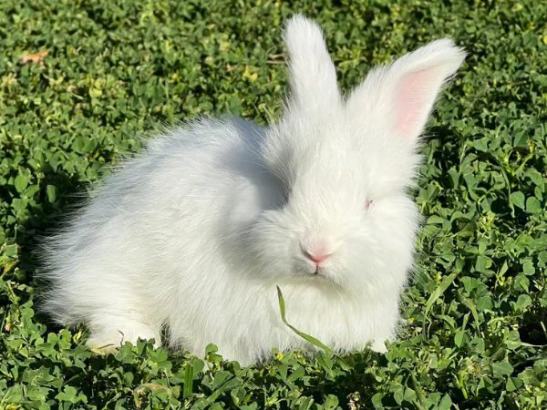 什么动物毛发最长