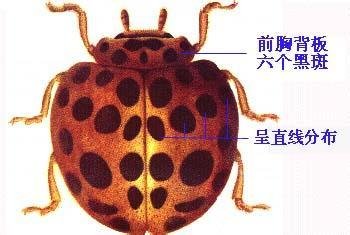 什么是二十八星瓢虫？