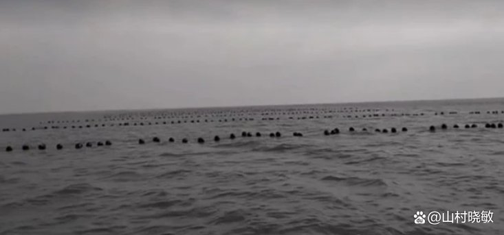 渔船出海捕鱼的方式很多，最主要最通用的捕鱼方式有哪些呢？