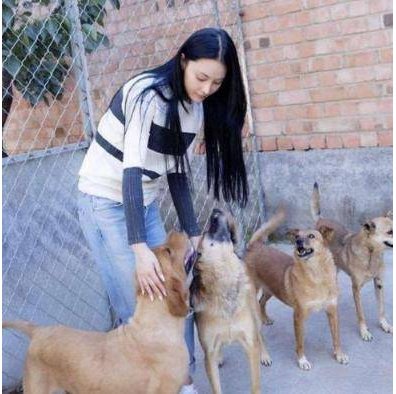 为什么张馨予训狗惨被咬到了？