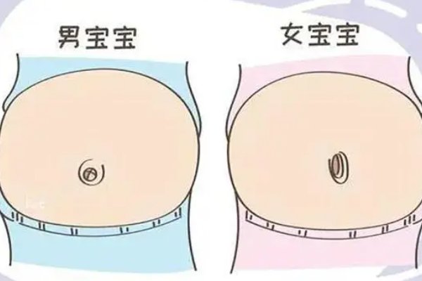 肚子的肚的笔顺怎么写