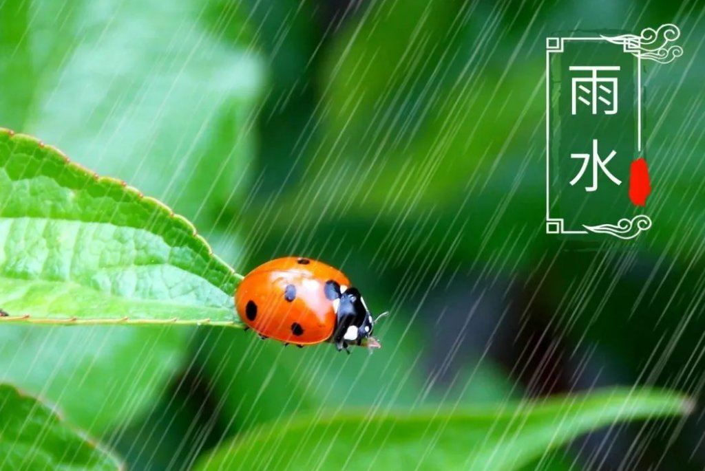 雨水节气下雨好还是不下雨好