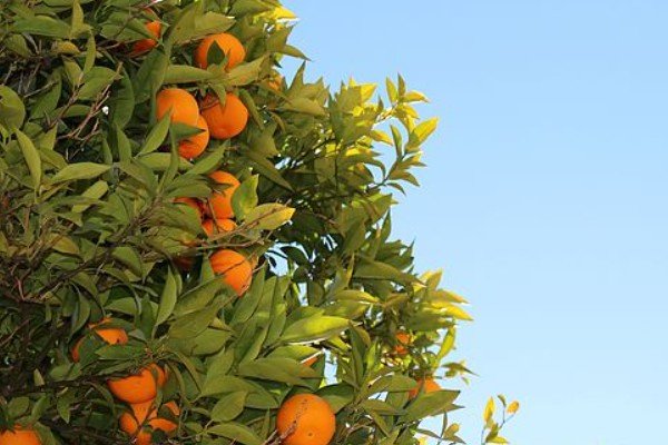 一年好景君须记最是橙黄橘绿时的上一句是什么