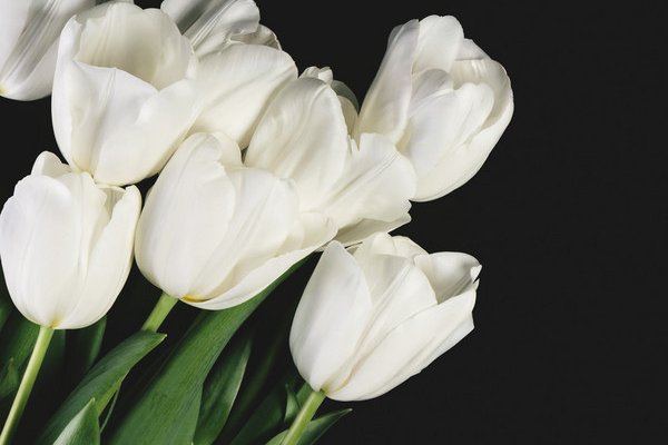 白色郁金香花语是什么意思