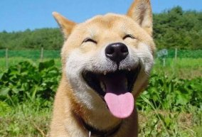 什么的笑容前面要求四个字