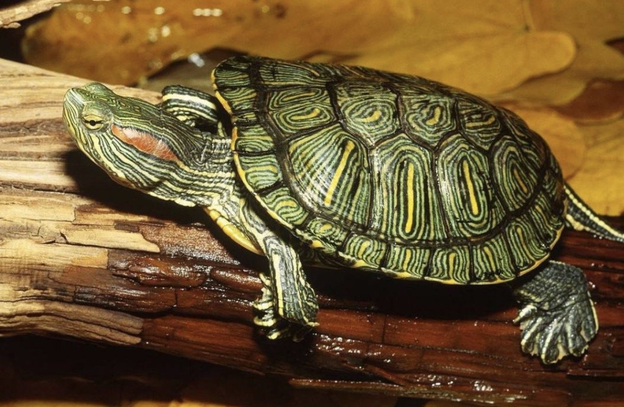 巴西龟能长多大